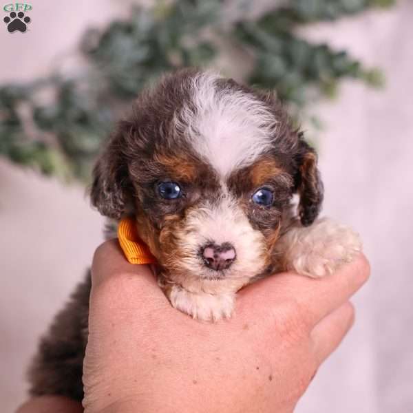 Murphy (tiny), Mini Bernedoodle Puppy